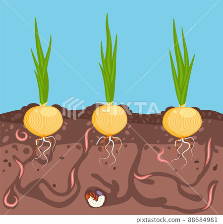Vegetables growing in the ground. Onion in bed underground. Worms are pests of plants in garden. Harvest and gardening theme. Vector illustration. 88684981