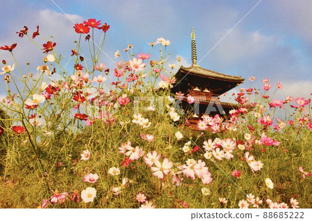 Cosmos of Hokiji Temple Cosmos of Hokiji Temple 88685222