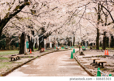 櫻花遮天蔽日 櫻花遮天蔽日 88685303