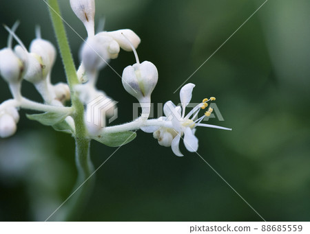 Pollia japonica flower that has grown and bloomed in the shade of a tree_horizontal 1 88685559