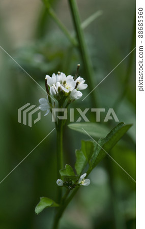 Hairy bittercress that was blooming in the shade of a tree _ Sunny vertical 1 88685560
