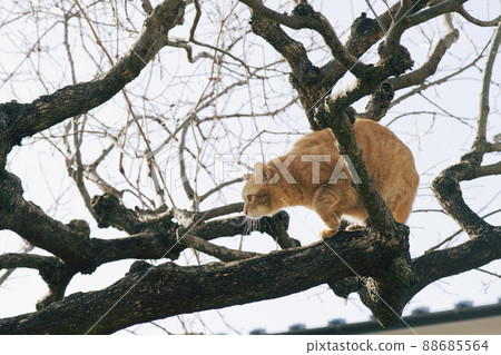 A tea tabby cat that climbs a tree early in the morning and walks on a thick branch _ sunny side 1 A tea tabby cat that climbs a tree early in the morning and walks on a thick branch _ sunny side 1 88685564