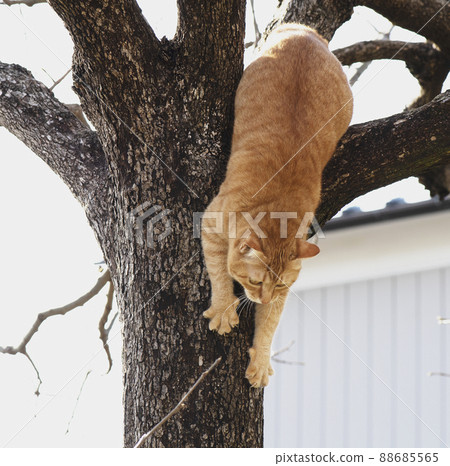 Tuesday morning outlet cat tree