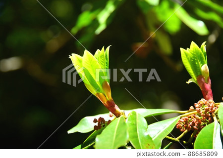 Yuzuriha's male flowers and sprouts Yuzuriha's male flowers and sprouts 88685809