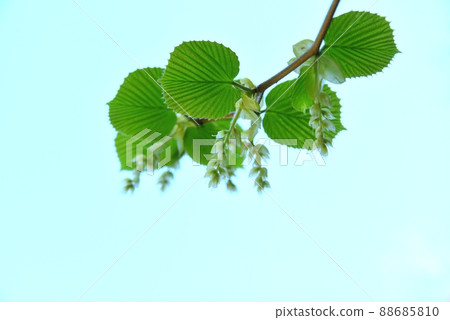 Yuzuriha's male flowers and sprouts Yuzuriha's male flowers and sprouts 88685810