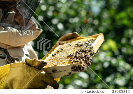 The beekeeper holds a honey cell with bees in his hands. Apiculture. Apiary. The beekeeper holds a honey cell with bees in his hands. Apiculture. Apiary. 88685813