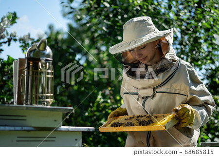 Young female beekeeper hold wooden frame with honeycomb. Collect honey. Beekeeper on apiary. Beekeeping concept. Young female beekeeper hold wooden frame with honeycomb. Collect honey. Beekeeper on apiary. Beekeeping concept. 88685815