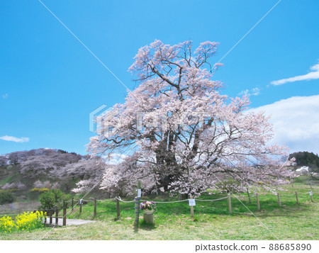 Single Cherry Blossom-The Great Cherry Blossoms of Shionozaki (2020) 88685890