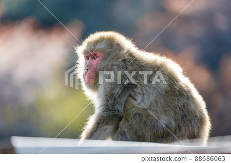 嵐山的猴子 88686063