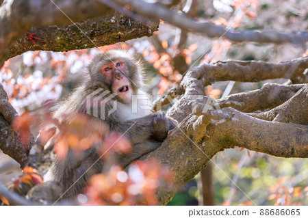 Arashiyama's monkey 88686065