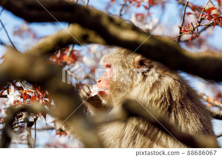 猴子吃櫻花 88686067