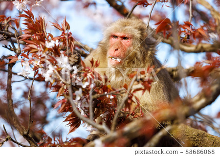 猴子吃櫻花 88686068