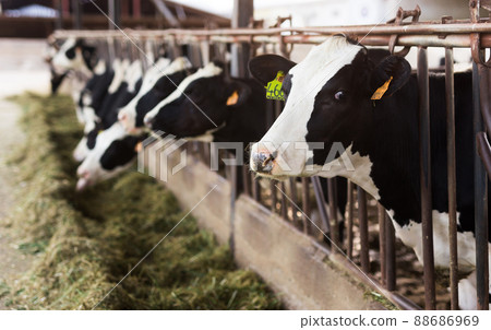 black and white cows chewing grass in stall on farm 88686969