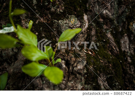 A pair of gold wedding rings on a green background. Rings on the background of leaves and wood 88687422