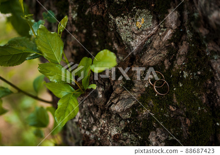 A pair of gold wedding rings on a green background. Rings on the background of leaves and wood 88687423
