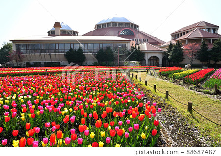 Spring tulips on the patio in Fukaya City, Saitama Prefecture Spring tulips on the patio in Fukaya City, Saitama Prefecture 88687487