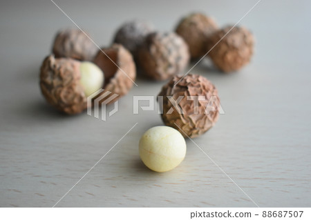 Calophyllum inophyllum (沖繩) Calophyllum inophyllum (沖繩) 88687507