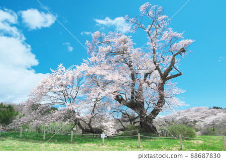 Single Cherry Blossom-The Great Cherry Blossoms of Shionozaki (2020) 88687830