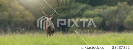 Red deer stag looking into the camera on a green meadow in summer with copy space 88687831