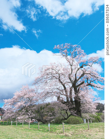 Single Cherry Blossom-The Great Cherry Blossoms of Shionozaki (2020) 88687834