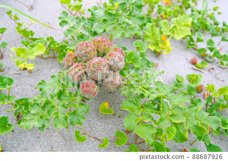 Flowers blooming on the beach at the beach Glehnia (beach plant) Flowers blooming on the beach at the beach Glehnia (beach plant) 88687926