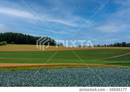 Farmland like patchwork 88688177