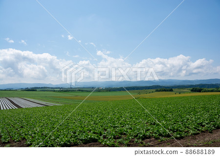 夏季綠色高地 夏季綠色高地 88688189