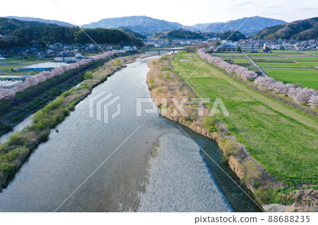 Sakura on the riverbed of the Odagawa River in Uchiko Town, Ehime Prefecture 88688235