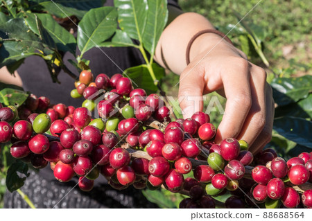 Close-up of farmer hand picking ripe and raw coffee berries on coffee tree branch in coffee plantation. Close-up of farmer hand picking ripe and raw coffee berries on coffee tree branch in coffee plantation. 88688564
