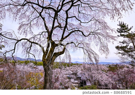 [Kyoto] Arashiyama / Sagano, Tenryu-ji Temple, weeping cherry blossoms in full bloom are big and beautiful 88688591