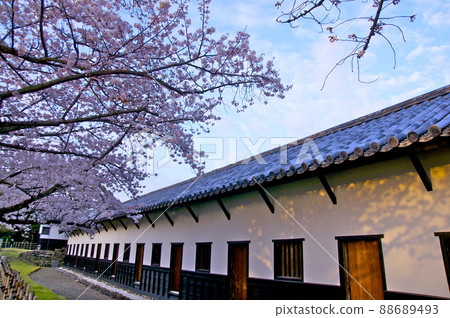 Morning of Fukuoka Castle in full bloom [Fukuoka Prefecture] 88689493