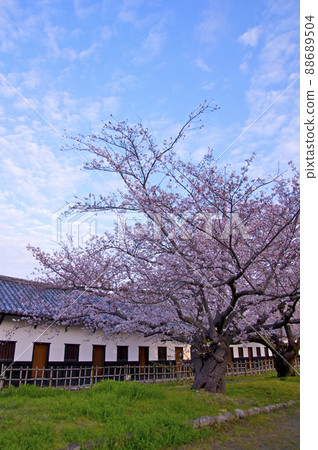 Morning of Fukuoka Castle in full bloom [Fukuoka Prefecture] 88689504