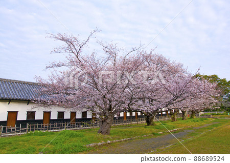 福岡城的早晨盛開[福岡縣] 88689524