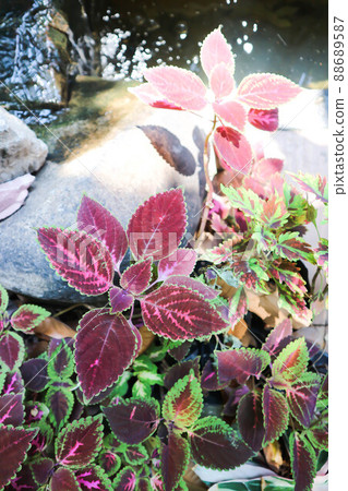 Plectranthus scutellarioides or Coleus, Painted nettle Plectranthus scutellarioides or Coleus, Painted nettle 88689587