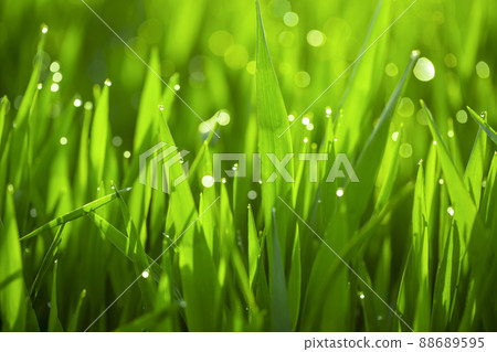 Barley young leaves and morning dew 88689595