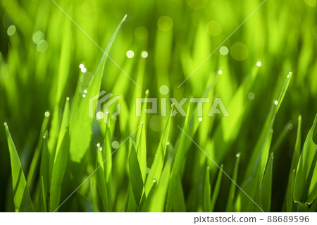 Barley young leaves and morning dew 88689596