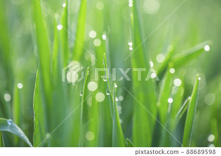 大麥幼葉和晨露 大麥幼葉和晨露 88689598
