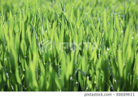 大麥幼葉和晨露 大麥幼葉和晨露 88689611