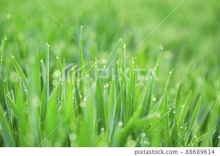 Barley young leaves and morning dew 88689614