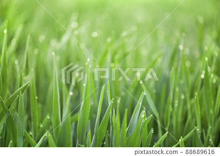 大麥幼葉和晨露 大麥幼葉和晨露 88689616