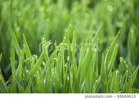 大麥幼葉和晨露 大麥幼葉和晨露 88689618