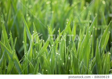 大麥幼葉和晨露 88689619