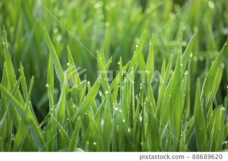 大麥幼葉和晨露 大麥幼葉和晨露 88689620