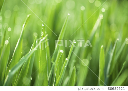Barley young leaves and morning dew Barley young leaves and morning dew 88689621