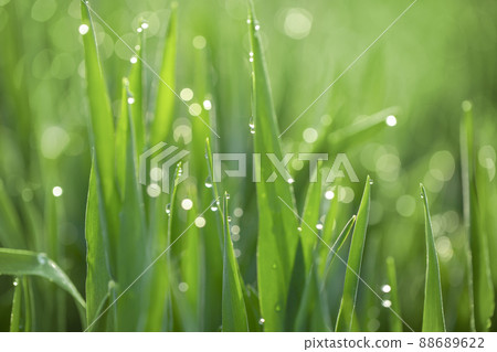 大麥幼葉和晨露 大麥幼葉和晨露 88689622
