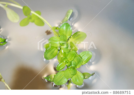 Green leaves of Callitriche palustris (spring, March) 88689751