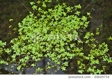 Green leaves of Callitriche palustris (spring, March) Green leaves of Callitriche palustris (spring, March) 88689758