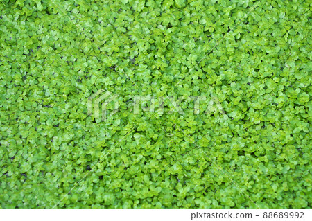 Callitriche palustris 的綠葉(春季,三月) Callitriche palustris 的綠葉(春季,三月) 88689992