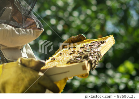 A beekeeper inspects a honeycomb with honey and bees. Ecologically pure honey.Apiculture. Apiary. 88690123