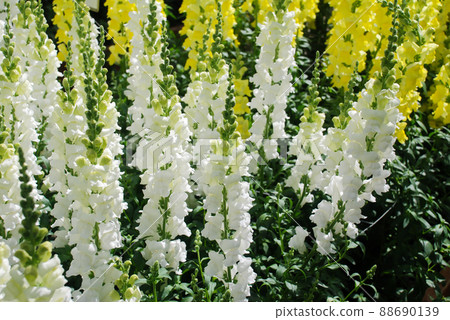 Colorful Snapdragon (Antirrhinum majus) blooming in the garden background with selective focus Colorful Snapdragon (Antirrhinum majus) blooming in the garden background with selective focus 88690139